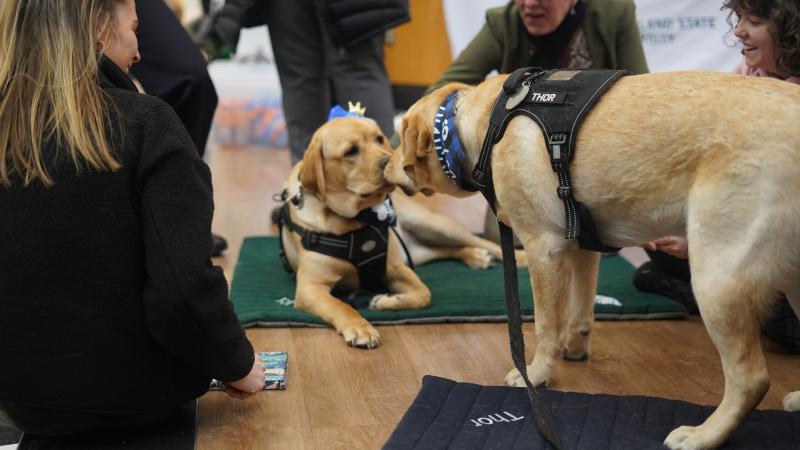 Two dogs sniff each others faces