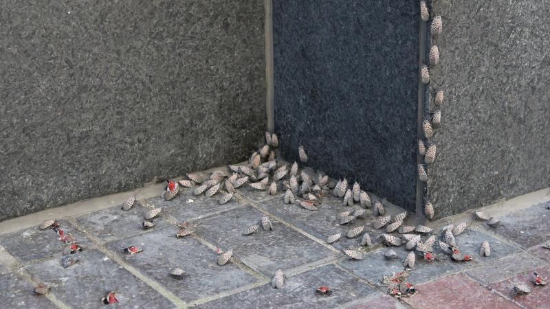 Lanternfly clusters near CSU's campus.