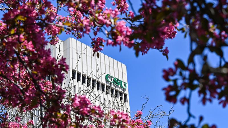 Rhodes tower seen through blossoms.