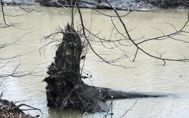 A fallen tree in the Rocky River.