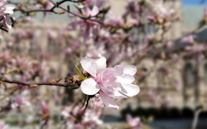 magnolia by church