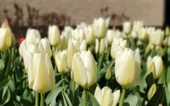 tulips urban