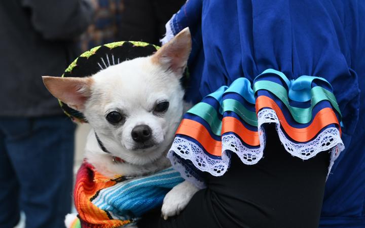 Chihuahua with a sombrero at the Cleveland Public Theatre Nov. 4, 2023. (credit: Alex Martinez)