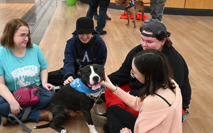 Cupid enjoys scratches from CSU students at the CAB-sponsored Destress and Desserts event, Feb. 13, 2024. (credit: Alex Martinez)