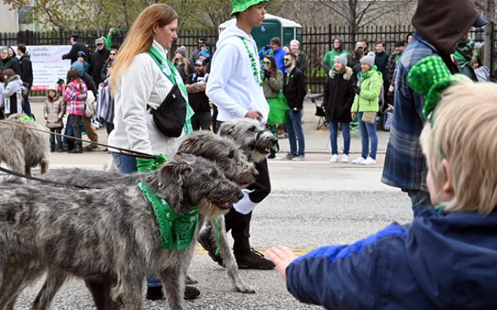 Irish Wolfhounds, one of the largest breed of dogs, in the parade, March 17, 2024. (credit: Alex Martinez)