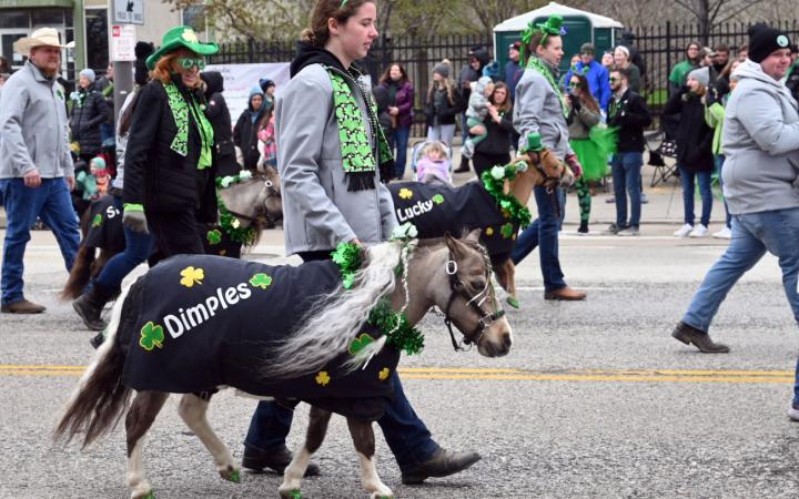 Dimples and Lucky, wearing green on their hooves, March 17, 2024. (credit: Alex Martinez)