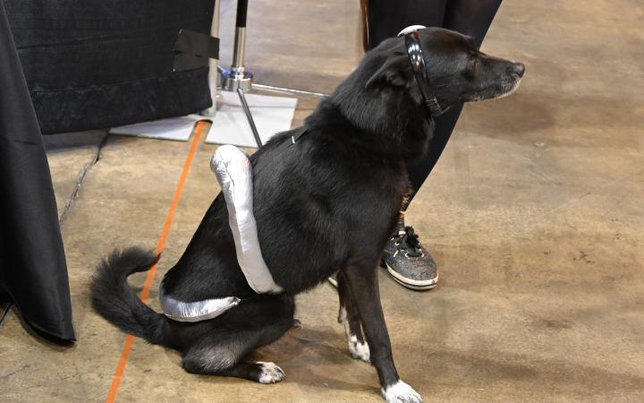 Service Dog and Cosplayer Toothless sits for the camera, Sept. 21, 2024. (credit: Alex Martinez)