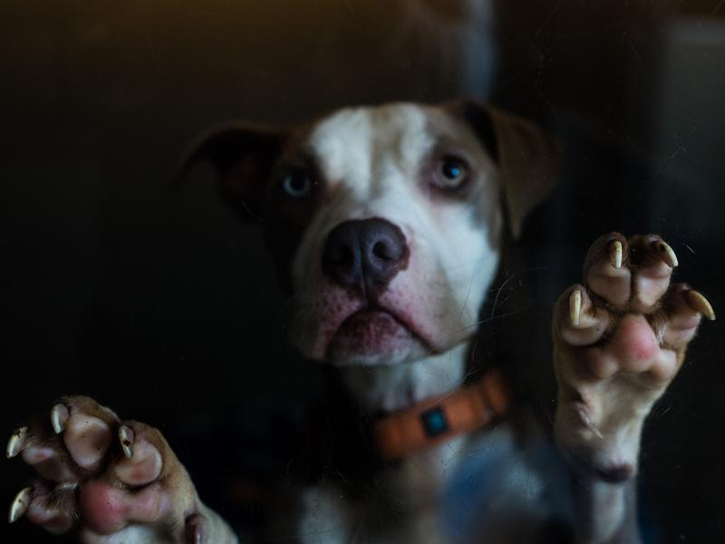 Shelli, a pup at Cleveland City Dogs.