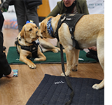 Thor, left, and Rune, CSU's companion pups