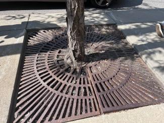 A tree's roots pushing up the metal grate wrapped around it.
