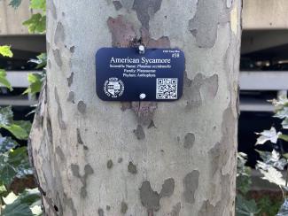 A tag on an American Sycamore with a QR code linked to CSU's online Horiticultural Map.