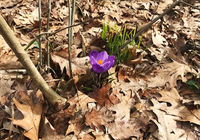 A purple flower begins to bloom in the Metroparks.