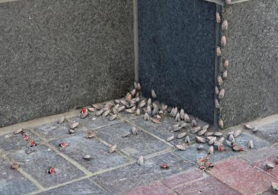 Lanternfly clusters near CSU's campus.